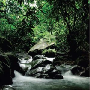Ample Greenery